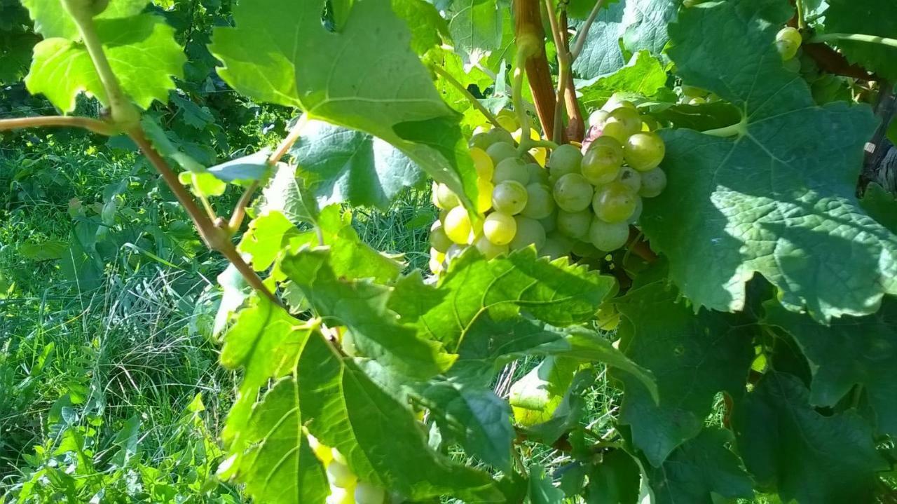Ferienwohnung In Hahnheim, Rheinhessen Εξωτερικό φωτογραφία